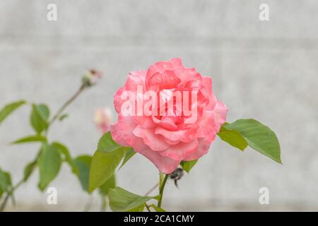 Blume rosa Rose im Freien Nahaufnahme mit natürlichem Tageslicht Stockfoto