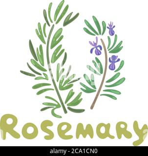 Rosmarinzweige. Rosmarin Kraut und Gewürz Vektor lustige Cliparts Illustration. Elegante Zeichnungen von Rosmarinpflanzen mit Blumen. Botanischer Vektor Stock Vektor