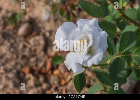 hite Rose im Freien Nahaufnahme mit natürlichem Sonnenlicht Stockfoto