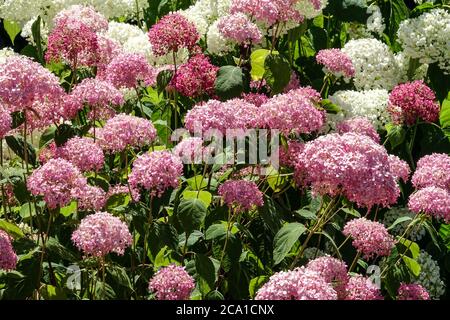 Hortensia arborescens 'Pink Annabelle' Hortensien Annabelle Gartenblumen Hortensia Annabelle, glatte Hortensien Stockfoto