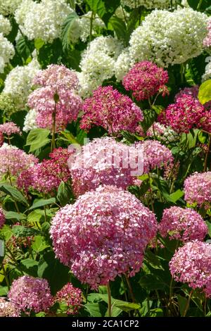 Hortensia arborescens 'Pink Annabelle' Hortensia Annabelle Stockfoto