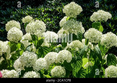 Weiße Hydrangea arborescens 'Strong Annabelle' Hydrangea Annabelle Stockfoto