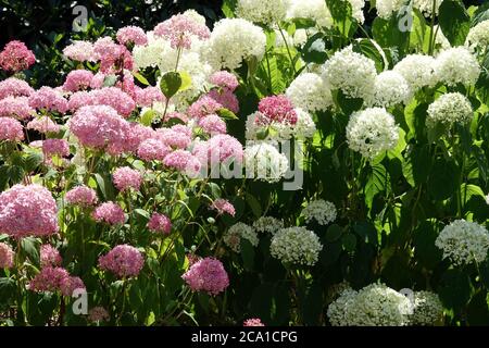 Hortensia arborescens 'Pink Annabelle' und 'Strong Annabelle' Hortensien Garten Stockfoto