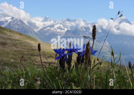 Enzian am Faulhorn bei Grindelwald. Berge im Hintergrund. Stockfoto