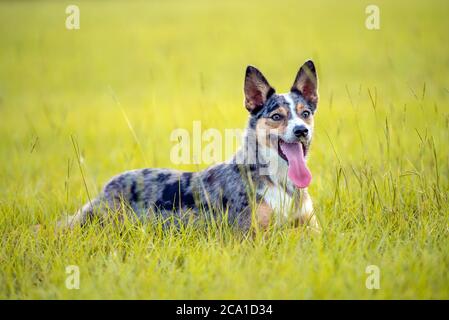 Koolie Australischer Arbeitshüter oder deutscher Coolie. Australien original arbeiten Herding Hund. Stockfoto