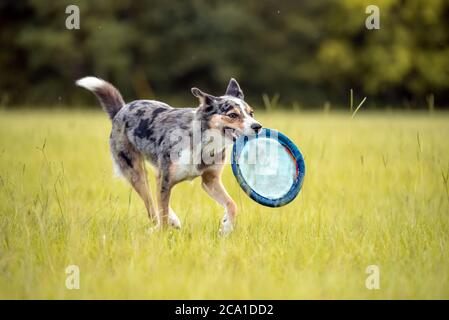 Koolie Australischer Arbeitshüter oder deutscher Coolie. Australien original arbeiten Herding Hund. Stockfoto