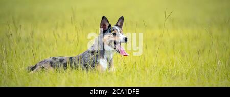 Koolie Australischer Arbeitshüter oder deutscher Coolie. Australien original arbeiten Herding Hund. Stockfoto