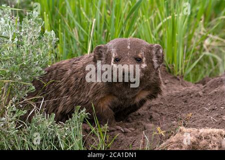 Dachs mit Schmutz bedeckt Stockfoto