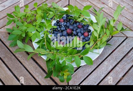 Eine Platte mit frischen finnischen Blaubeeren, Stachelbeeren und schwarzen Johannisbeeren, serviert auf einem weißen Teller auf einem Holztisch mit Kranz aus grünen Blaubeerblättern f Stockfoto