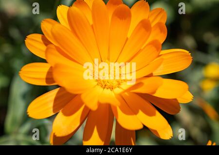 Old English Marigold (Calendula officinalis), UK Stockfoto