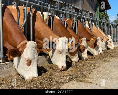 Milch Kühe essen frisches Gras im Stall Stockfoto