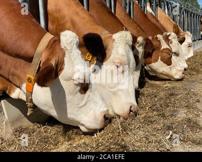 Milch Kühe essen frisches Gras im Stall Stockfoto