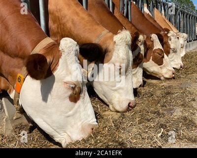 Milch Kühe essen frisches Gras im Stall Stockfoto
