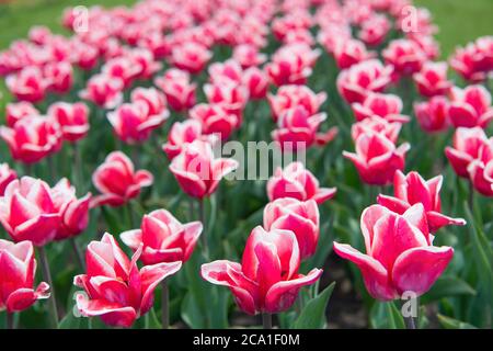 Blühende Tulpenfelder im Blumenanbaugebiet. Spring Park. Blühendes Feld. Tulpen-Festival. Blumenhintergrund. Gruppe von roten Tulpen Blumenbeet. Blumengeschäft. Wachsende Blumenzwiebelpflanzen. Wunderschöne Tulpen. Stockfoto