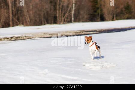 Kleiner Jack Russell Terrier, der am sonnigen Tag im Schnee am Fluss spielt, neugierig aussieht, einen Fuß hoch Stockfoto