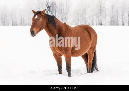 Braunes Pferd steht im Schnee, verwischte Bäume im Hintergrund Stockfoto