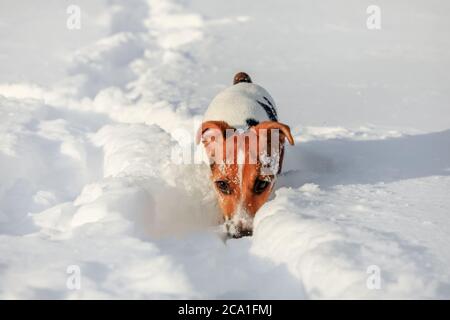 Kleine Jack Russell Terrier watend durch tiefen Schnee, Eiskristalle auf ihrer Nase. Stockfoto