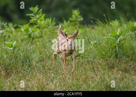 Baby White-tailed Hirsch fawn Spaziergänge durch hohe Grasfeld mit Milkweed auf einem Sommer Nachmittag Zentrum für Kopierer Platz Stockfoto