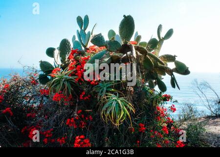 Eine Ansammlung von südkalifornischen Küstenkakteen und saftigen Pflanzen verwickelt entlang der Klippen mit Blick auf den Pazifischen Ozean in Santa Barbara, CA, USA Stockfoto