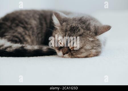 Scottish Straight. Liebenswert graue Katze auf weißem Hintergrund. Stockfoto