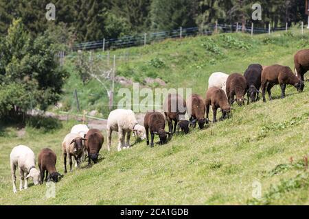 Schwarze und weiße Schafe grasen in einer Reihe Stockfoto
