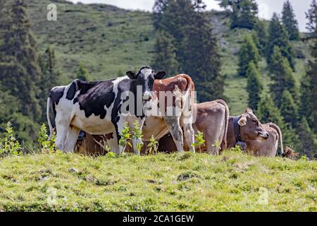 Gruppe von Kühen in den schweizer alpen Stockfoto