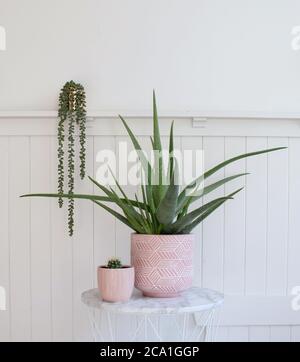 aloe Vera und zwei kleine saftige Pflanzen in rosa Töpfen In weißem Holzzimmer Stockfoto