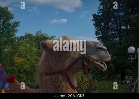 Kamel Porträt vor einem Hintergrund von Bäumen und blauen Himmel Nahaufnahme. Stockfoto