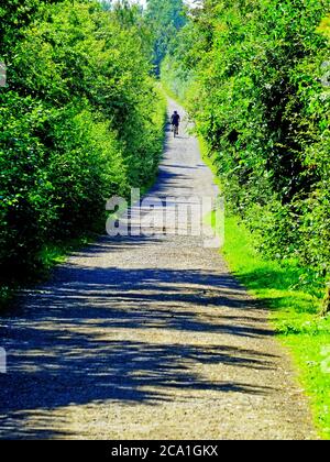 Radfahrer fahren entlang grünen Landstraße umgeben von Hecken im Sommer Stockfoto