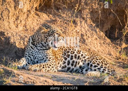 Afrikanischer Leopard, Panthera pardus pardus, Knurren, Masai Mara, Kenia, Afrika Stockfoto