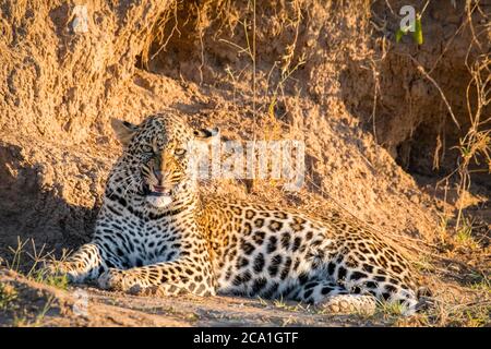 Afrikanischer Leopard, Panthera pardus pardus, Knurren, Masai Mara, Kenia, Afrika Stockfoto