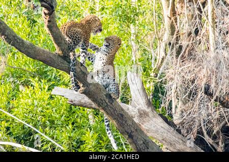 Afrikanischer Leopard, Panthera pardus pardus, Kampf, Masai Mara, Kenia, Afrika Stockfoto