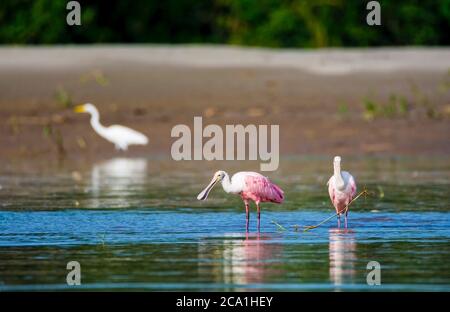 Roseate-Löffler, Platalea Ajaja, Rio Añangu, Napo Wildlife Centre Ecolodge, Yasunì-Nationalpark, Ecuador Stockfoto