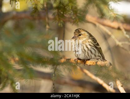 Ein Kiefer Siskin, Spinus pinus, thront auf einem weißen Fichtenzweig in einem Wald in Zentral-Alberta, Kanada. Stockfoto