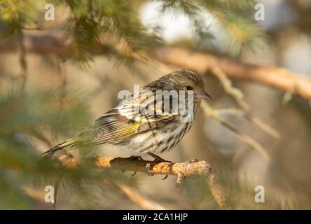 Ein Kiefer Siskin, Spinus pinus, thront auf einem weißen Fichtenzweig in einem Wald in Zentral-Alberta, Kanada. Stockfoto