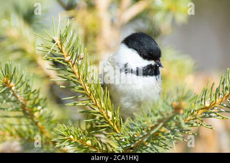 Eine schwarz-kappige Windmuschel, Poecile atricapillus, thront zwischen einigen Fichtennadeln in einem Wald in Zentral-Alberta Kanada. Stockfoto