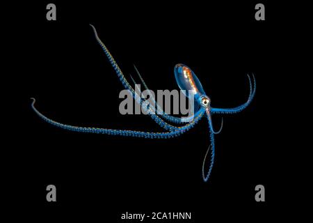 Langarmige Krake paralarva, möglicherweise Macrotritopus sp., fotografiert bei 70 Fuß während eines Schwarzwassertauchgangs, über tiefem Wasser, vor Palm Beach, Florida, USA Stockfoto