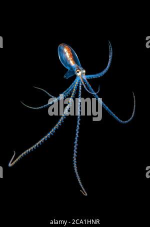 Langarmige Krake paralarva, möglicherweise Macrotritopus sp., fotografiert bei 70 Fuß während eines Schwarzwassertauchgangs, über tiefem Wasser, vor Palm Beach, Florida, USA Stockfoto