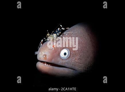 Blotched Moray oder barred Muray, Uropterygius fasciolatus, gereinigt von klaren Reiniger Garnelen oder rot-weiß Reiniger Garnelen, Urocaridella antonbruunii Stockfoto