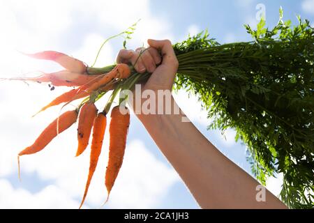 Frisch gepflückte Karotten Stockfoto
