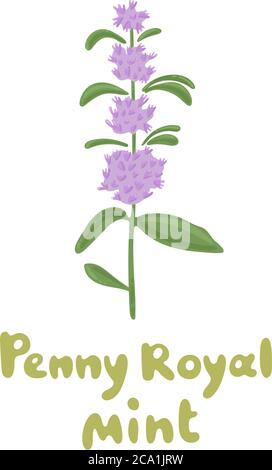 PennyRoyal Mint. Blütenminzzweig. Kräutervektor botanische Ikone. Darstellung von Heilpflanzen. Frische Minze isoliert auf weißem Hintergrund. Kulinarisch Stock Vektor