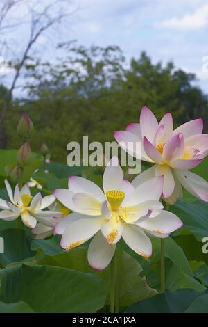 Nahaufnahme von zwei heiligen Lotusblüten Stockfoto