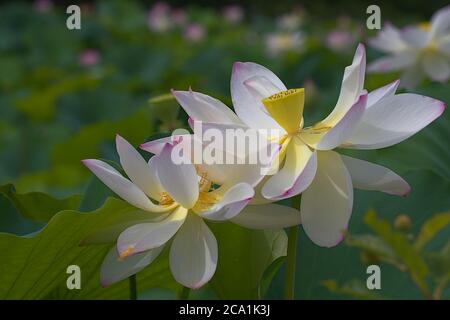 Nahaufnahme von zwei heiligen Lotusblüten Stockfoto