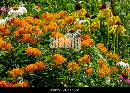Orange Milchkraut Asclepias tuberosa gelbe Blütenknödel Echinacea paradoxa Stockfoto