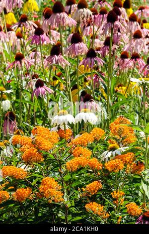 Orange Milkweed Asclepias tuberosa coneblower krautigen Grenze Farbe Sommergarten Stockfoto