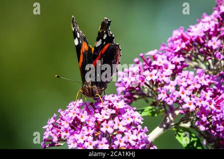 Roter Admiral Schmetterling auf Blume Buddleja Stockfoto