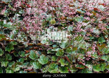 Heuchera Laub Heuchera „Cappuccino“ Mehrjährige Gartenpflanze Heucheras Blüht Im Juli Mehrjährige Stauden Harte Pflanzen Blätter Im Gartenbett Stockfoto