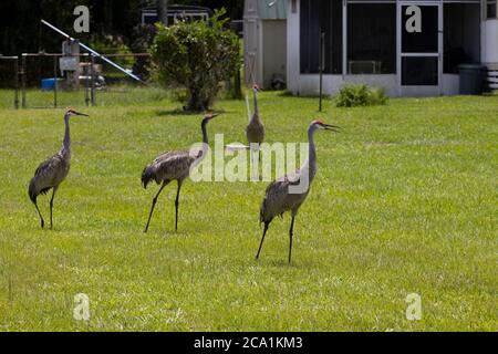 Sand Hill Cranes in einem Wohnhinterhof im Zentrum von Florida Stockfoto