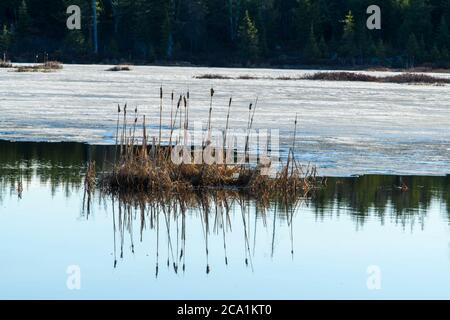 Cattails und zurücktretende Eis im frühen Frühjahr, Hwy 144 südlich von Timmins, Ontario, Kanada Stockfoto