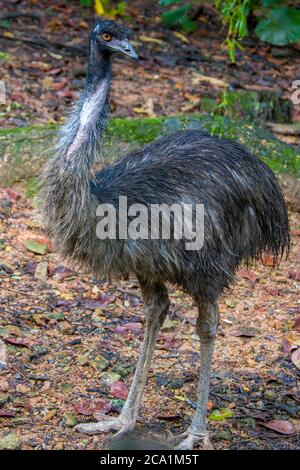 Der emu (Dromaius novaehollandiae) ist nach seiner Größe der zweitgrößte lebende Vogel, nach seinem Verwandten, dem Strauß. Es ist endemisch in Australien. Stockfoto